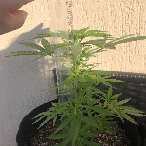 Balinha - Fêmea  growlog timeline photo