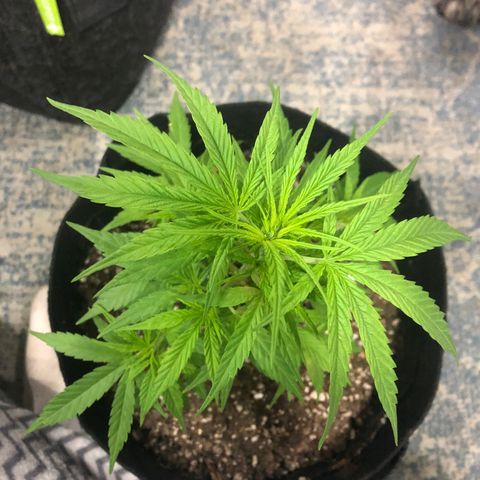 Balinha - Fêmea  growlog timeline photo