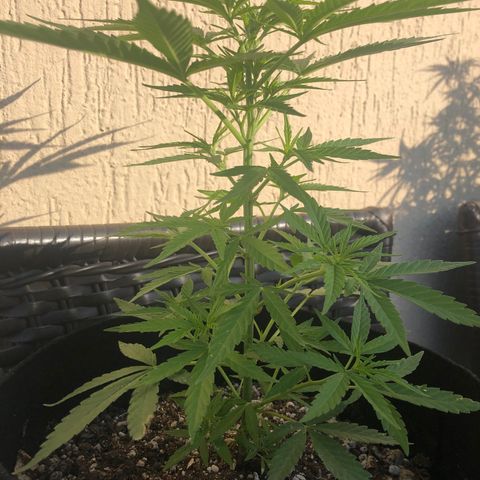 Balinha - Fêmea  growlog timeline photo