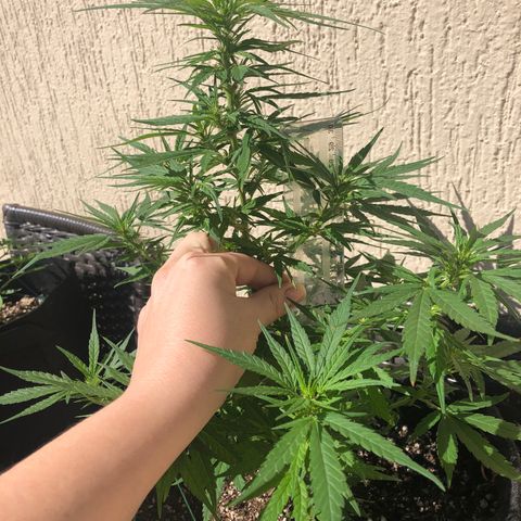 Balinha - Fêmea  growlog timeline photo