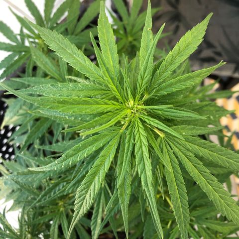 Balinha - Fêmea  growlog timeline photo