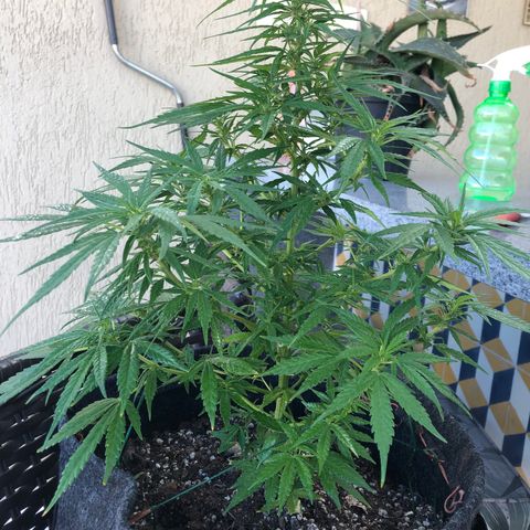 Balinha - Fêmea  growlog timeline photo