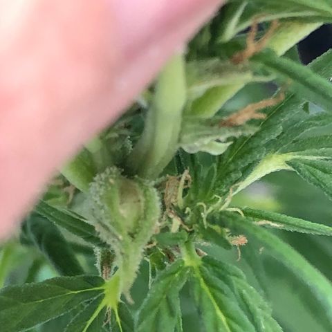 Balinha - Fêmea  growlog timeline photo