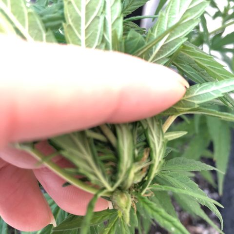 Balinha - Fêmea  growlog timeline photo