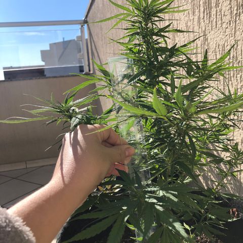 Balinha - Fêmea  growlog timeline photo