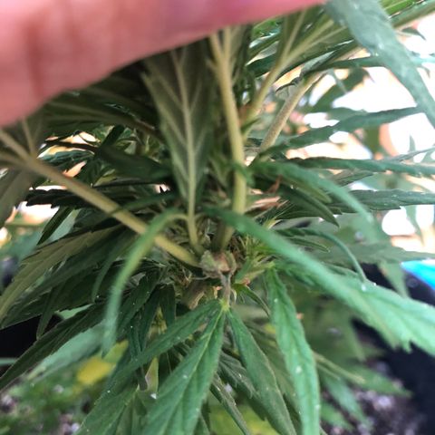 Balinha - Fêmea  growlog timeline photo