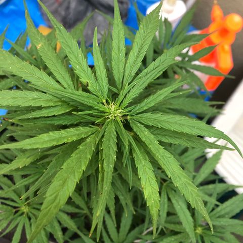 Balinha - Fêmea  growlog timeline photo