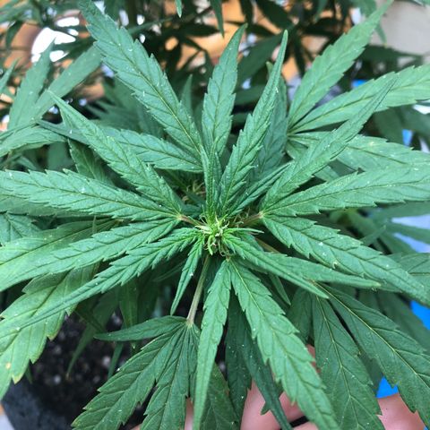 Balinha - Fêmea  growlog timeline photo