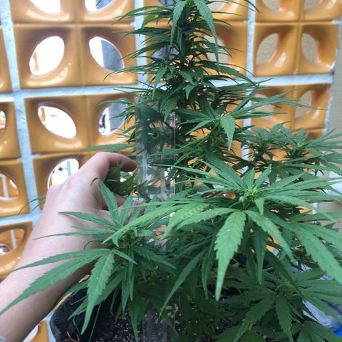 Balinha - Fêmea  growlog timeline photo