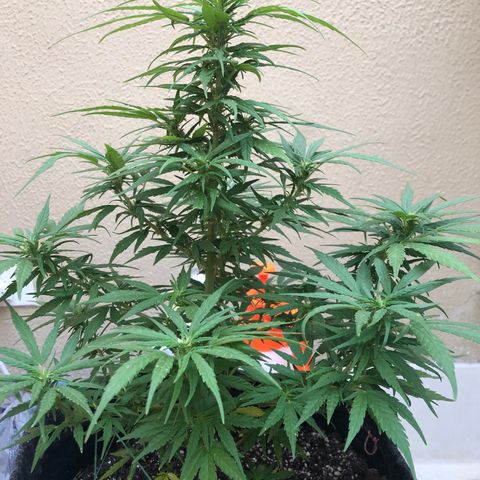 Balinha - Fêmea  growlog timeline photo
