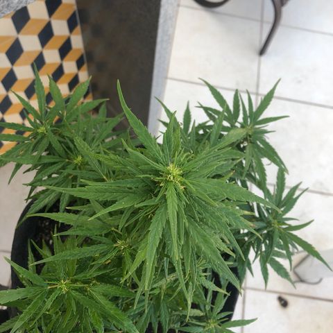 Balinha - Fêmea  growlog timeline photo