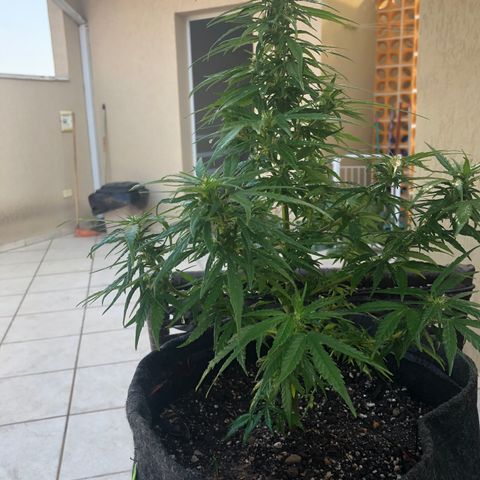 Balinha - Fêmea  growlog timeline photo