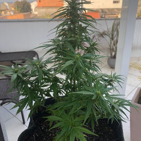 Balinha - Fêmea  growlog timeline photo
