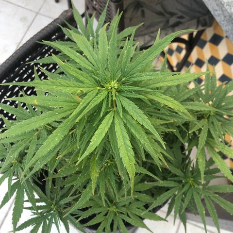 Balinha - Fêmea  growlog timeline photo