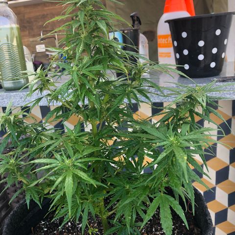 Balinha - Fêmea  growlog timeline photo