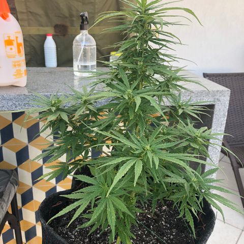Balinha - Fêmea  growlog timeline photo