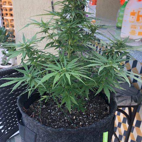Balinha - Fêmea  growlog timeline photo