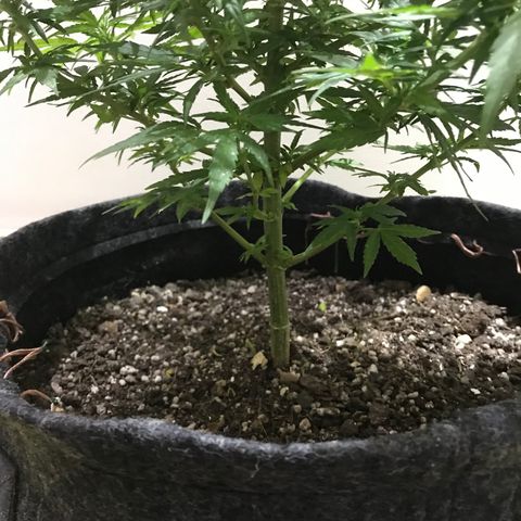 Balinha - Fêmea  growlog timeline photo