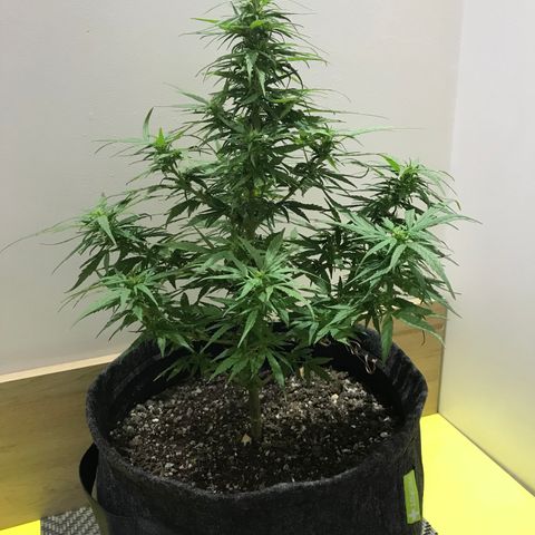 Balinha - Fêmea  growlog timeline photo