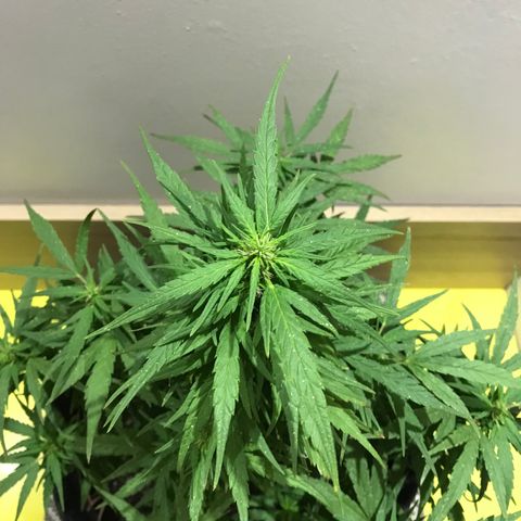 Balinha - Fêmea  growlog timeline photo