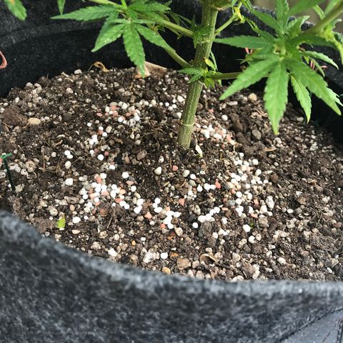 Balinha - Fêmea  growlog timeline photo