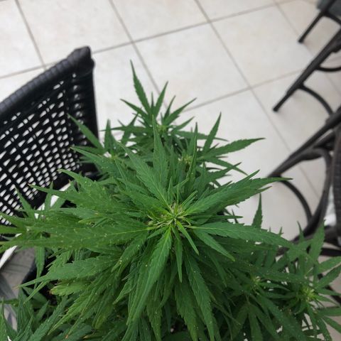 Balinha - Fêmea  growlog timeline photo