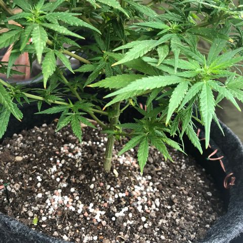 Balinha - Fêmea  growlog timeline photo