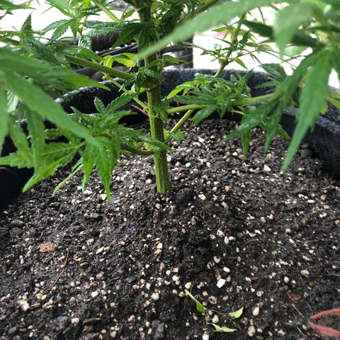 Balinha - Fêmea  growlog timeline photo
