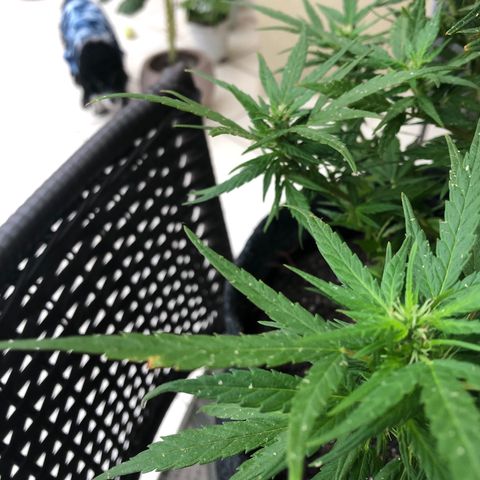 Balinha - Fêmea  growlog timeline photo