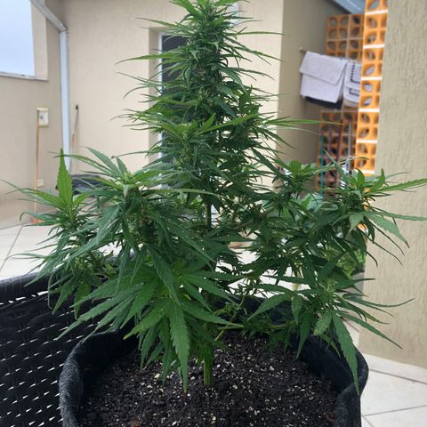 Balinha - Fêmea  growlog timeline photo