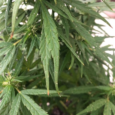 Balinha - Fêmea  growlog timeline photo