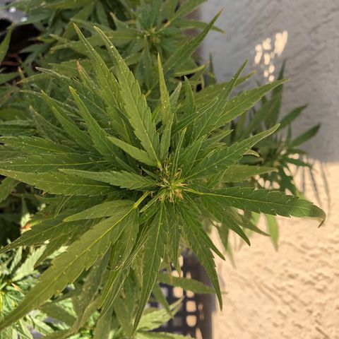 Balinha - Fêmea  growlog timeline photo