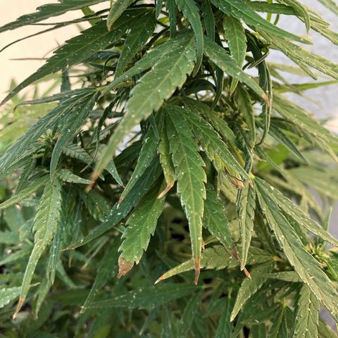 Balinha - Fêmea  growlog timeline photo