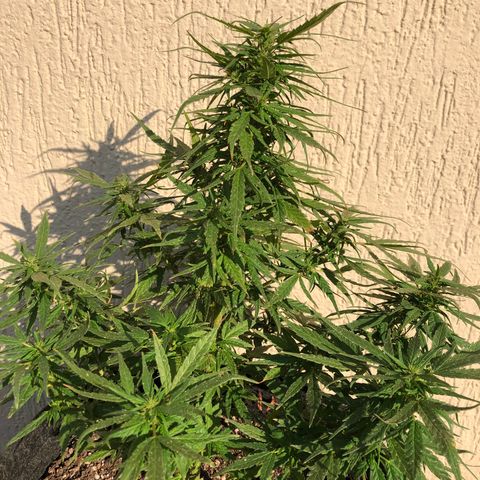 Balinha - Fêmea  growlog timeline photo
