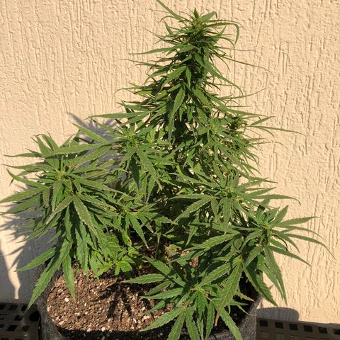 Balinha - Fêmea  growlog timeline photo