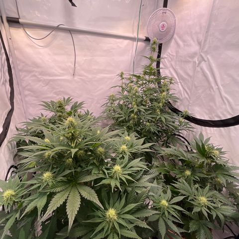 Pinot Noir #4 growlog timeline photo