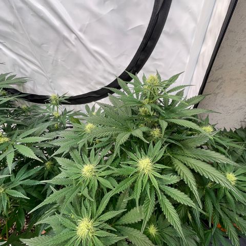 Pinot Noir #4 growlog timeline photo