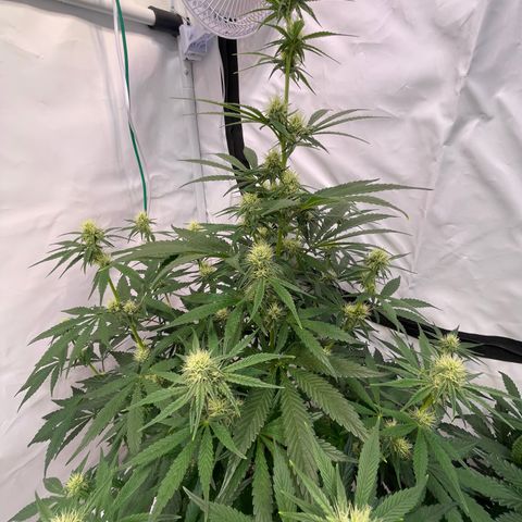Pinot Noir #4 growlog timeline photo