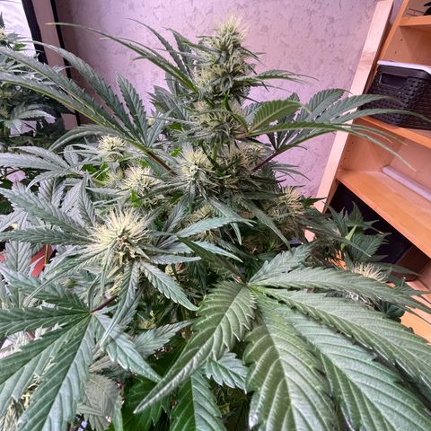 Pinot Noir #4 growlog timeline photo