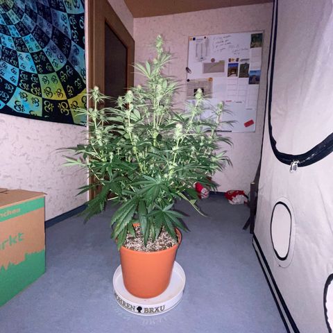 Pinot Noir #4 growlog timeline photo
