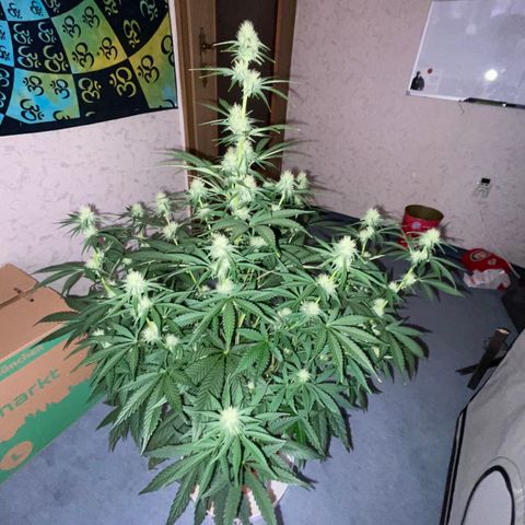 Pinot Noir #4 growlog timeline photo