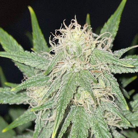 Pinot Noir #4 growlog timeline photo