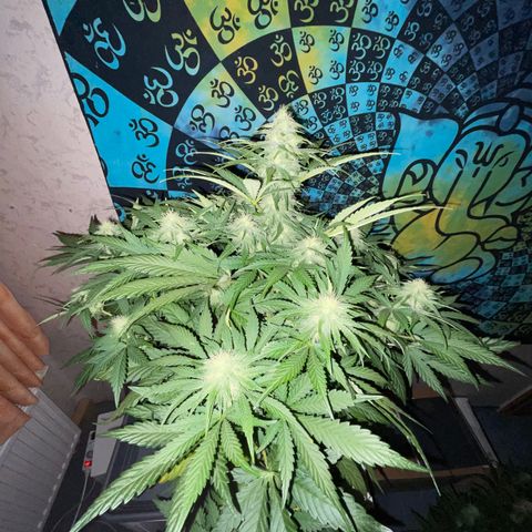 Pinot Noir #4 growlog timeline photo