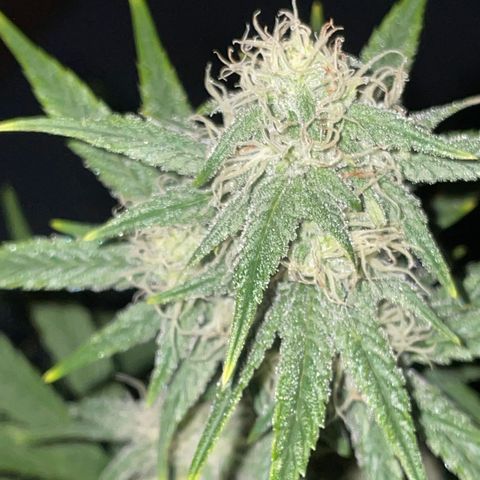 Pinot Noir #4 growlog timeline photo