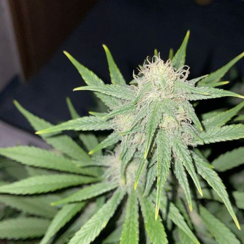 Pinot Noir #4 growlog timeline photo