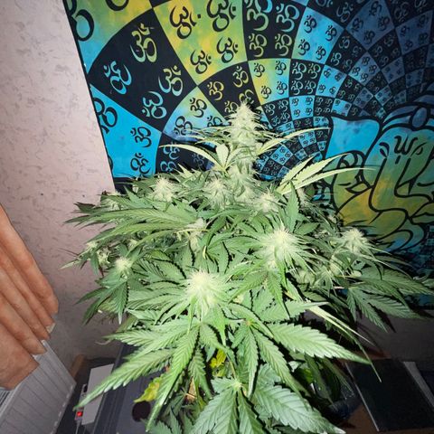 Pinot Noir #4 growlog timeline photo