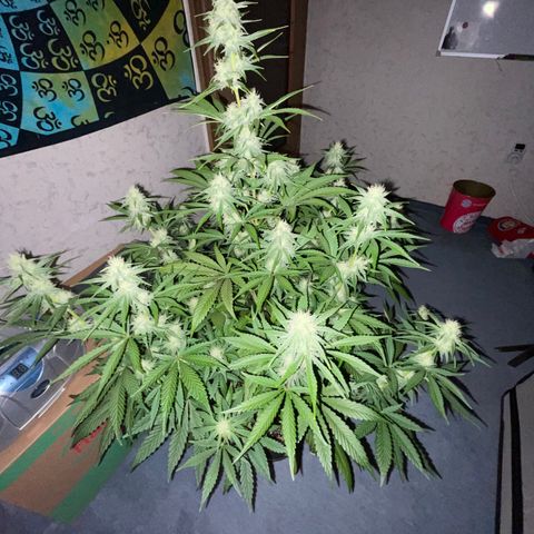 Pinot Noir #4 growlog timeline photo