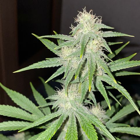 Pinot Noir #4 growlog timeline photo