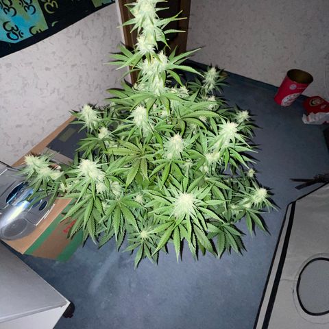 Pinot Noir #4 growlog timeline photo