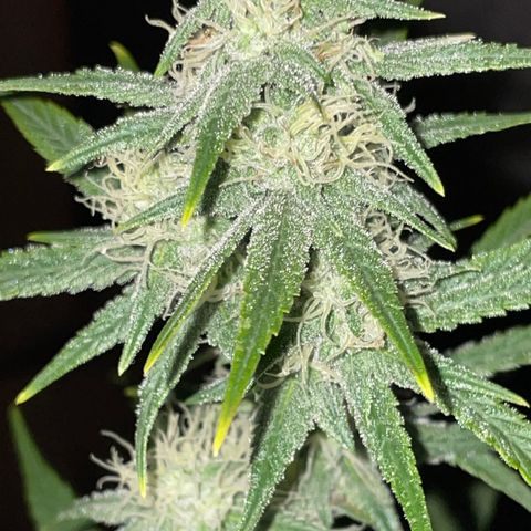 Pinot Noir #4 growlog timeline photo